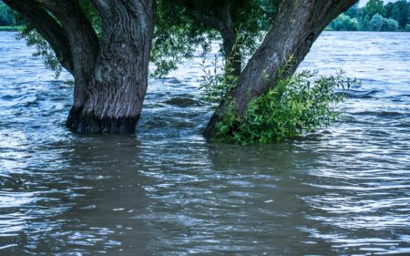 Hochwasser mit Bäumen in Deutschland